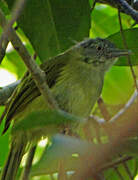 Lowland Tiny Greenbul