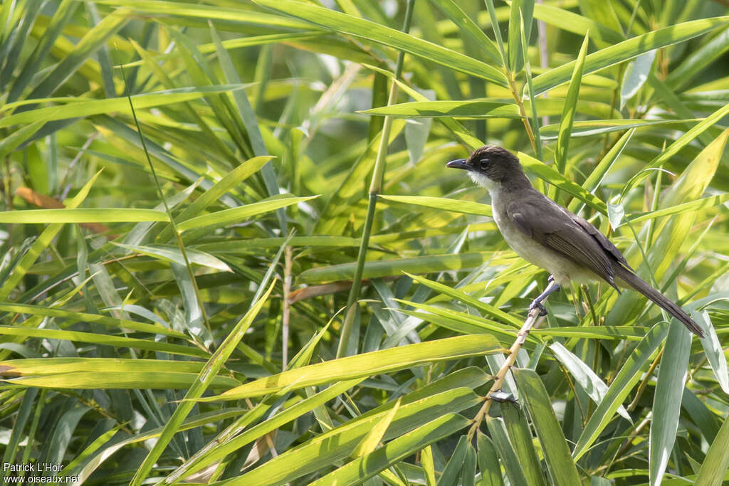 Bulbul modesteadulte, identification