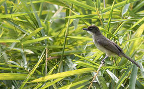 Bulbul modeste