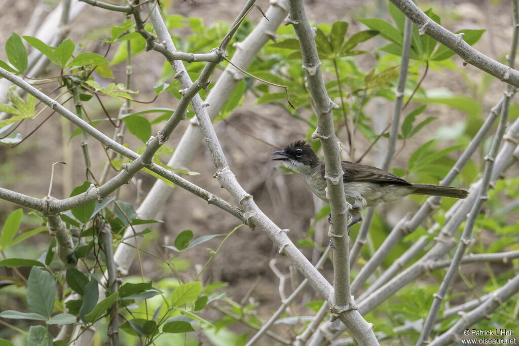 Bulbul modesteadulte