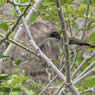 Bulbul modeste