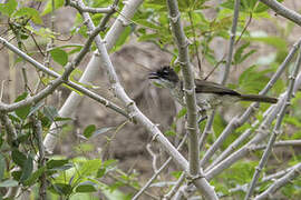 Simple Greenbul