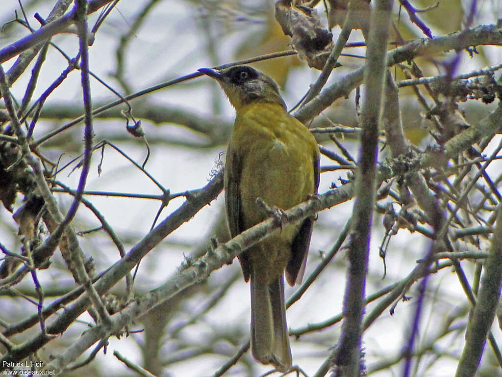 Stripe-cheeked Greenbul