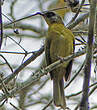 Bulbul montagnard