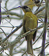 Stripe-cheeked Greenbul