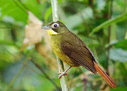 Red-tailed Bristlebill