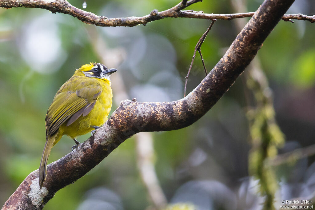 Yellow-eared Bulbul