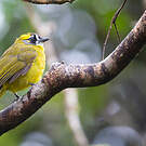 Bulbul oreillard