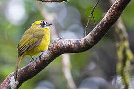 Yellow-eared Bulbul