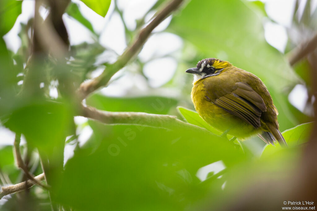 Yellow-eared Bulbul