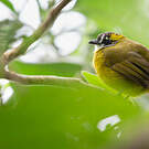 Bulbul oreillard