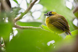 Yellow-eared Bulbul