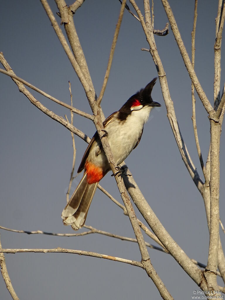 Bulbul orphée