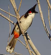 Red-whiskered Bulbul