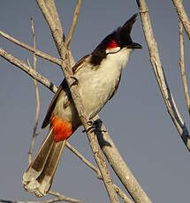 Bulbul orphée