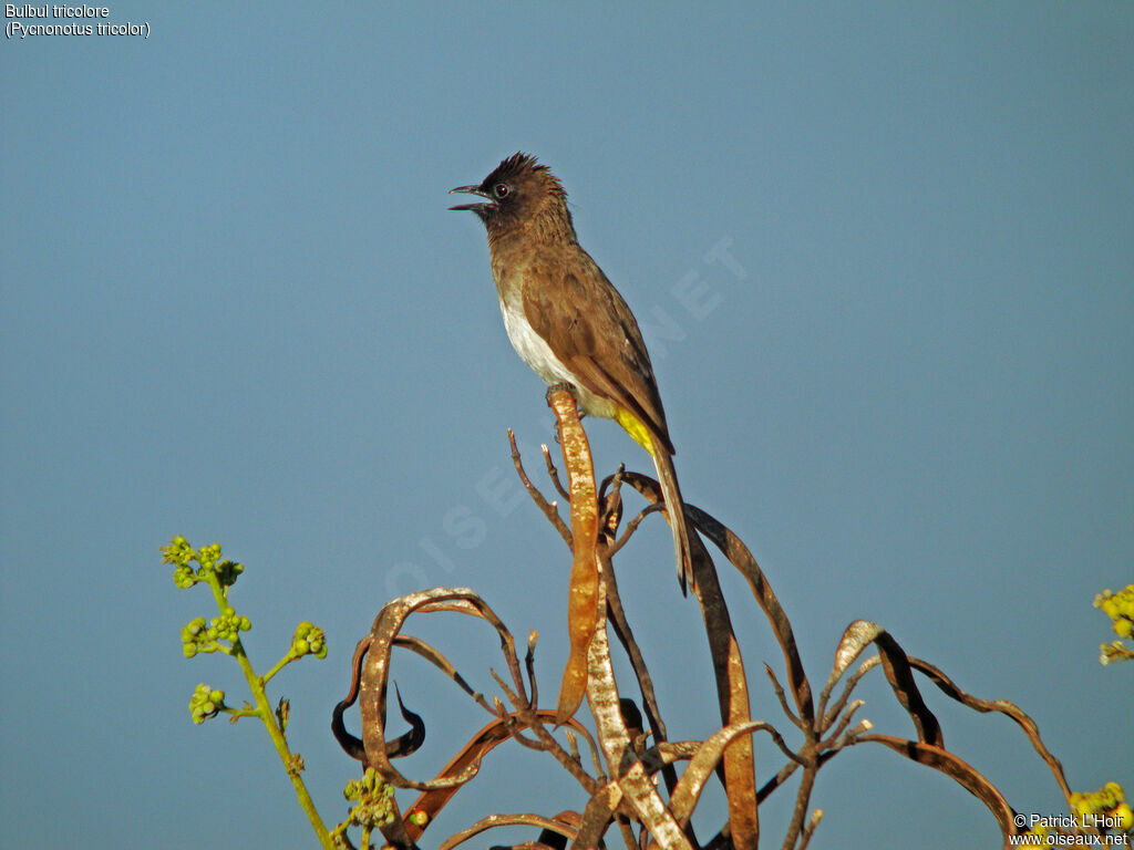 Bulbul tricolore