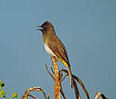 Bulbul tricolore