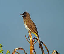 Dark-capped Bulbul