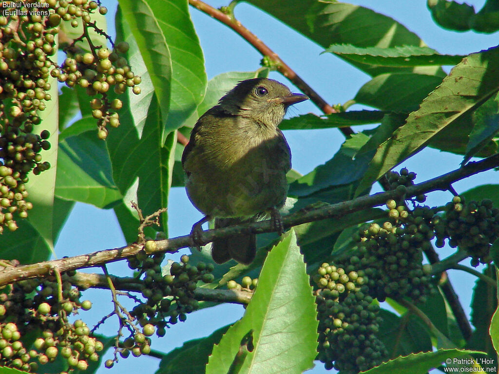 Little Greenbul