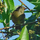 Bulbul verdâtre