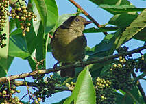 Bulbul verdâtre