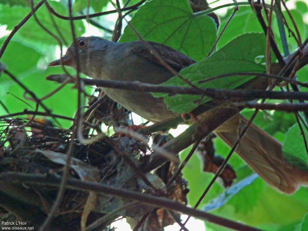 Grey-olive Greenbul female adult