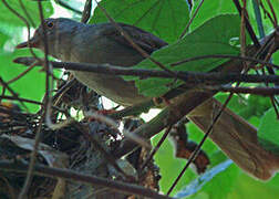 Grey-olive Greenbul