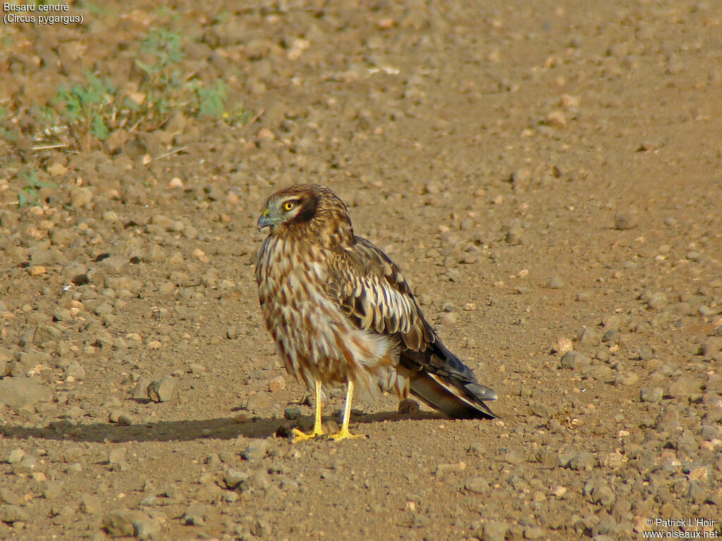 Montagu's Harrier