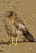 Montagu's Harrier