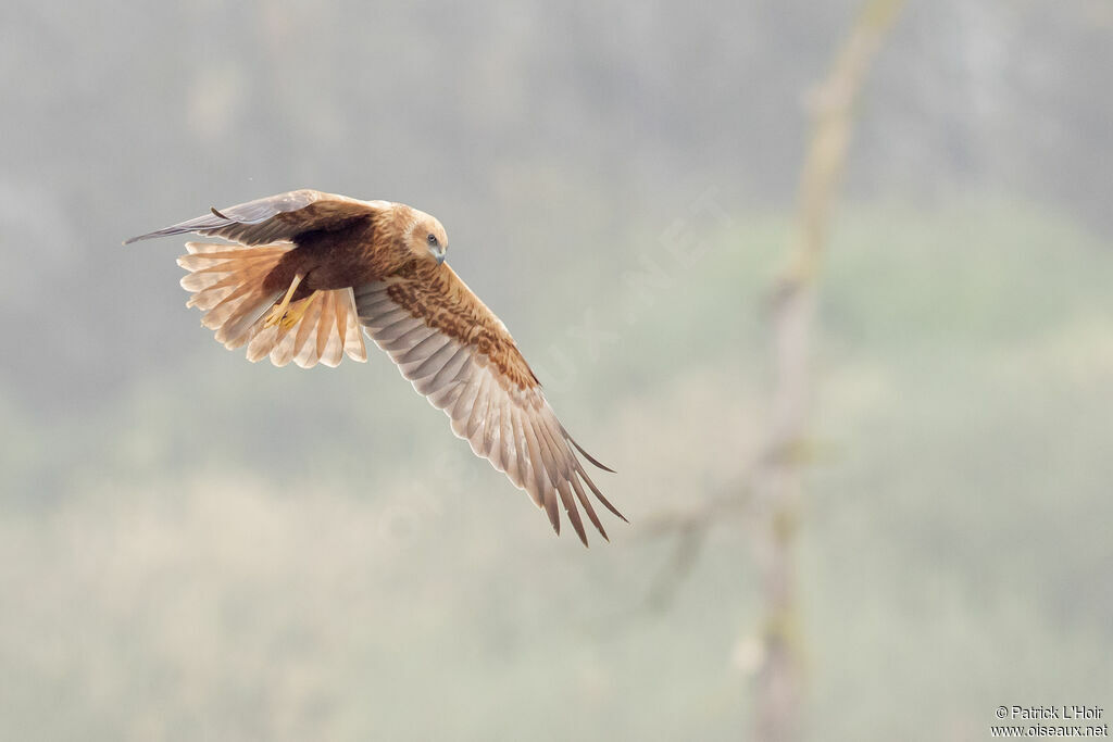 Western Marsh Harrier