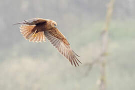 Western Marsh Harrier