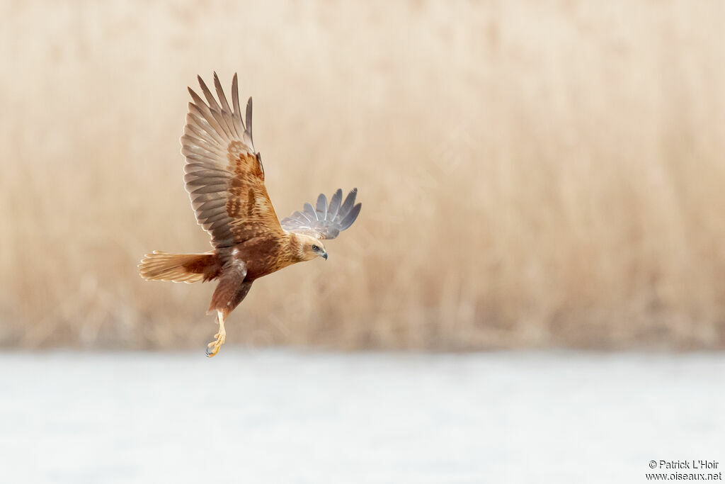 Western Marsh Harrier male adult