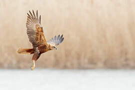 Western Marsh Harrier