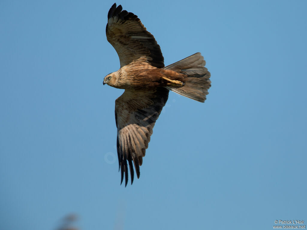 Western Marsh Harrier male Second year