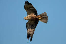 Western Marsh Harrier