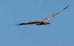 Western Marsh Harrier