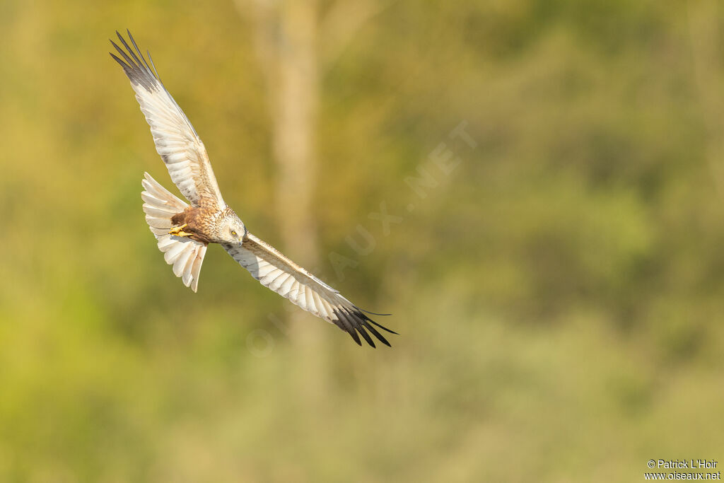 Western Marsh Harrier male adult breeding