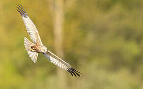 Western Marsh Harrier