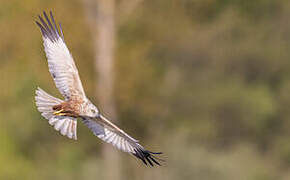 Western Marsh Harrier