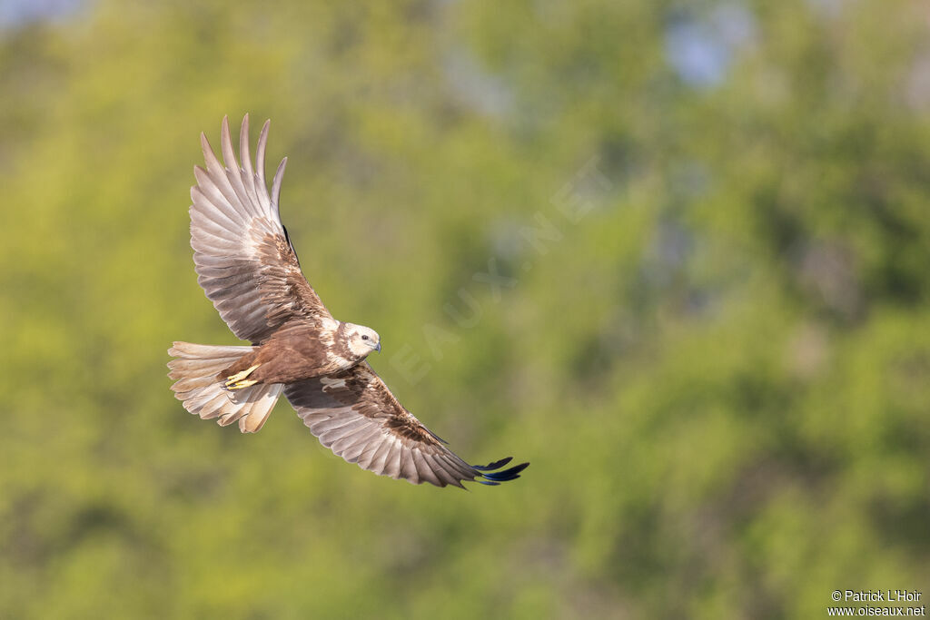 Western Marsh Harrier female adult breeding