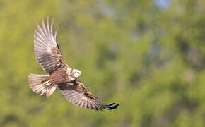 Western Marsh Harrier