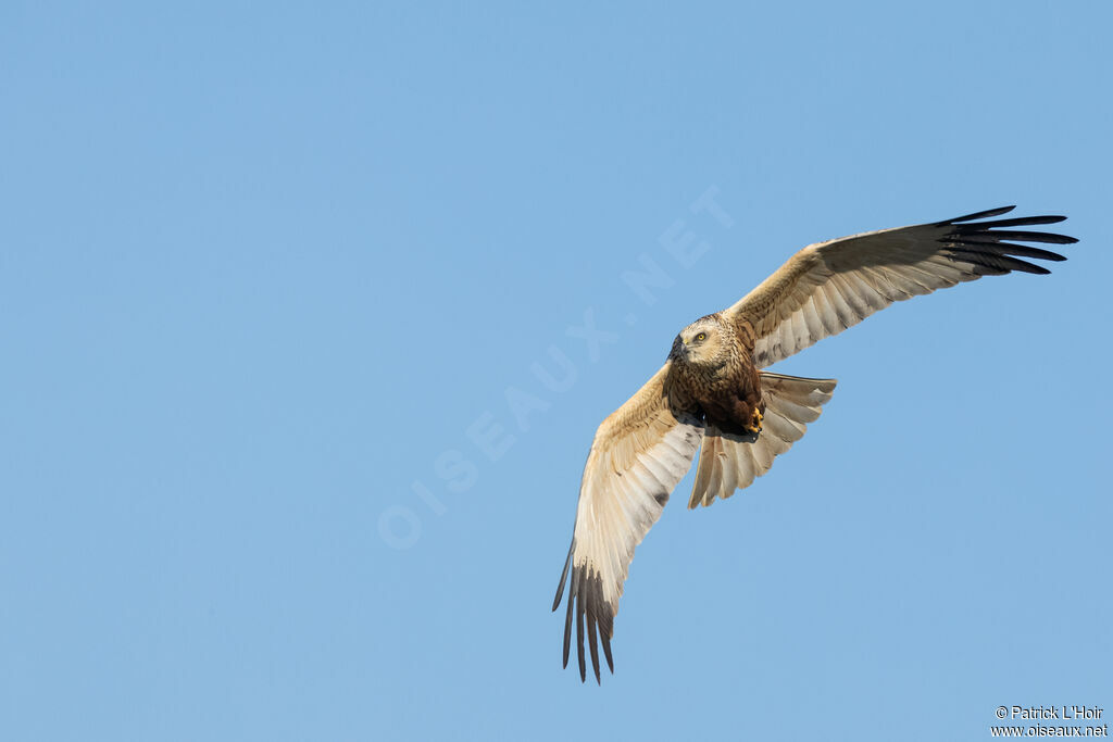 Western Marsh Harrier male adult breeding