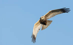 Western Marsh Harrier