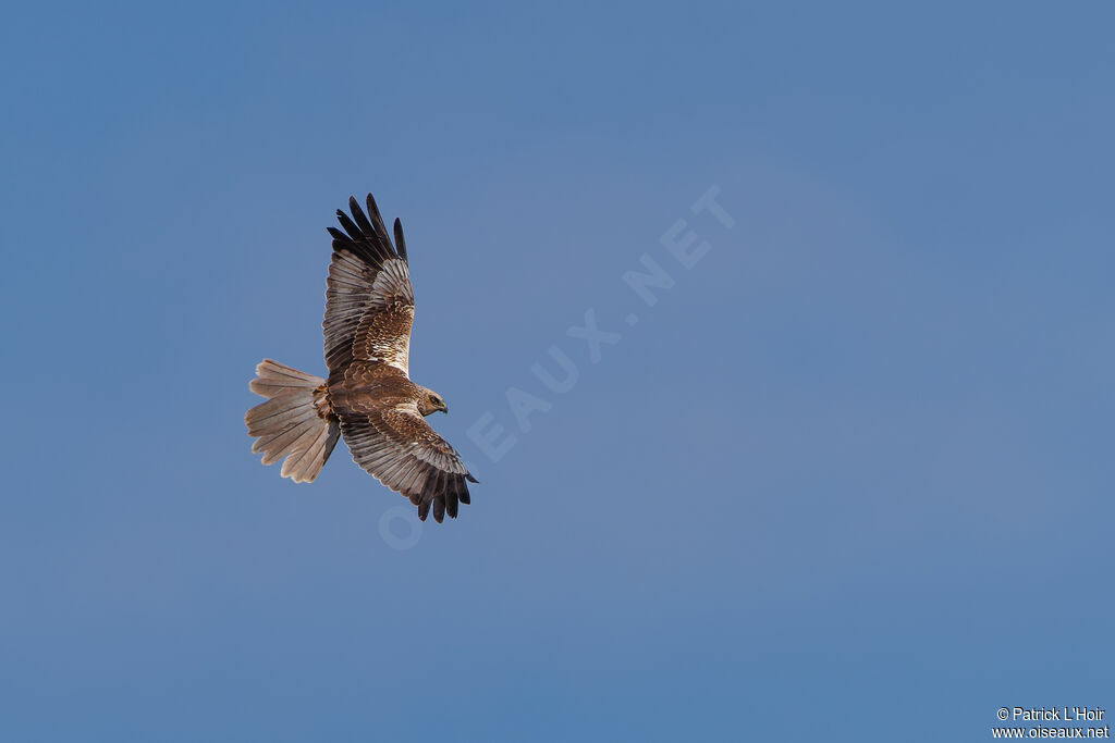 Western Marsh Harrier