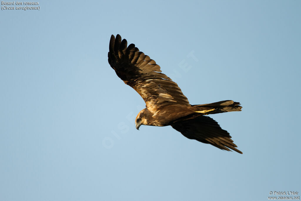 Western Marsh Harrier