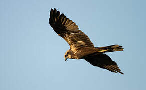 Western Marsh Harrier