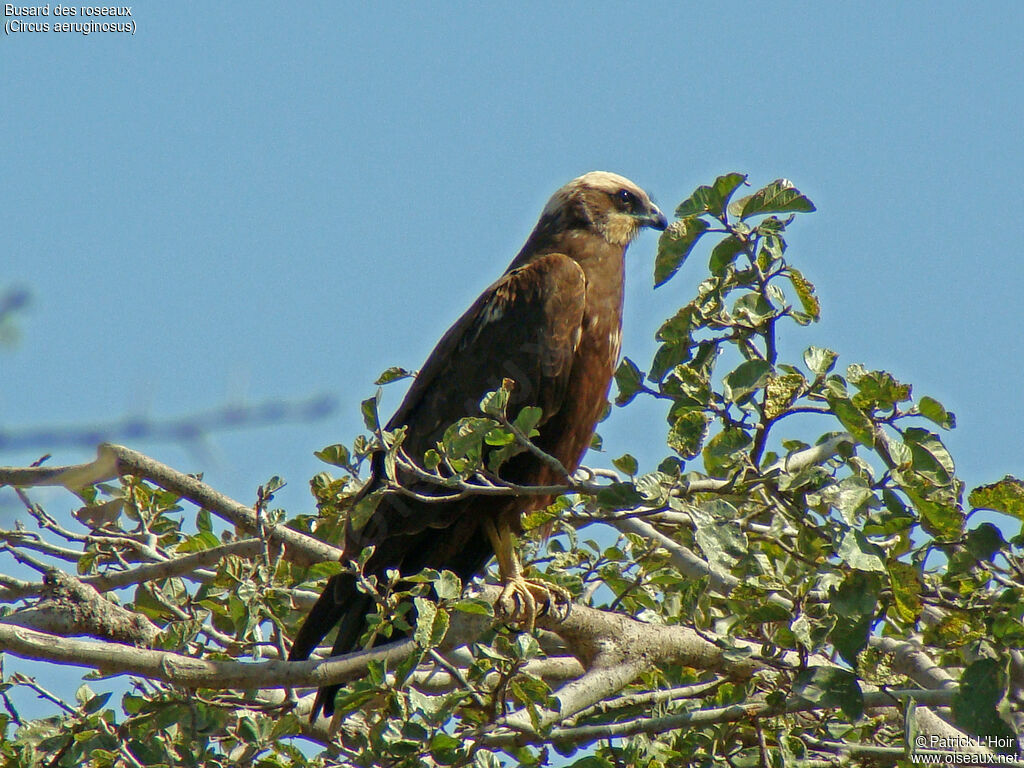 Western Marsh Harrier