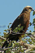 Western Marsh Harrier