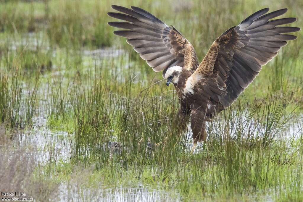 Busard des roseaux femelle adulte, habitat, pêche/chasse