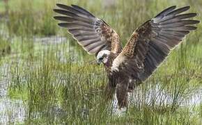 Western Marsh Harrier